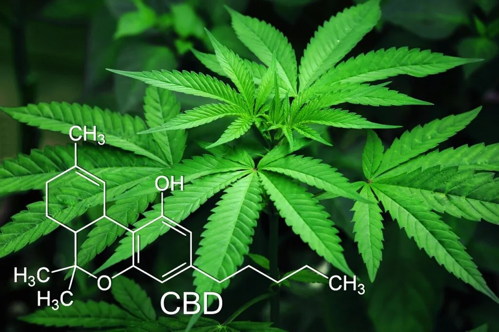 Les bienfaits du CBD sur la peau 