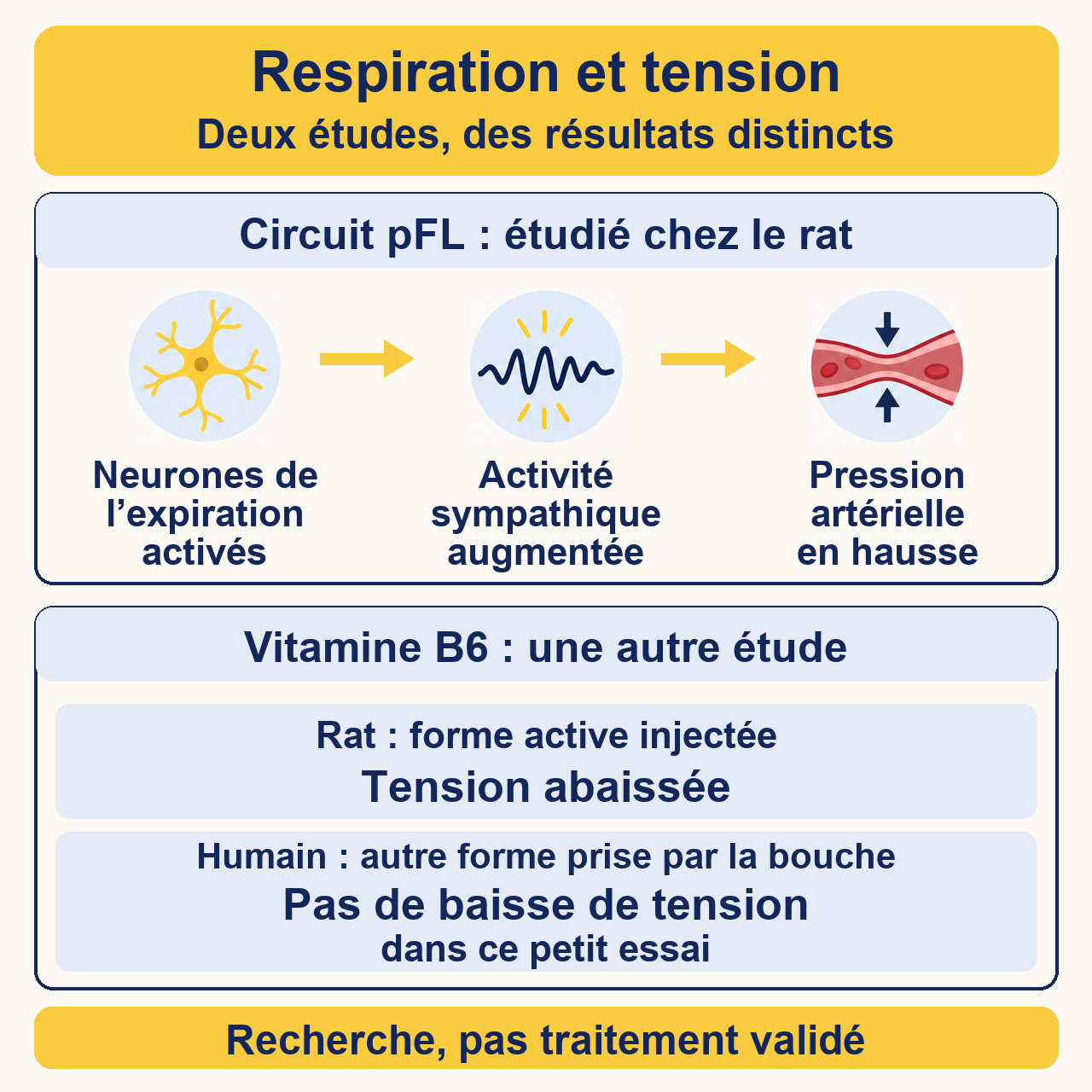Neurones de l’expiration et pression artérielle chez le rat, avec distinction entre la piste carotidienne et le résultat humain sans baisse significative de tension.