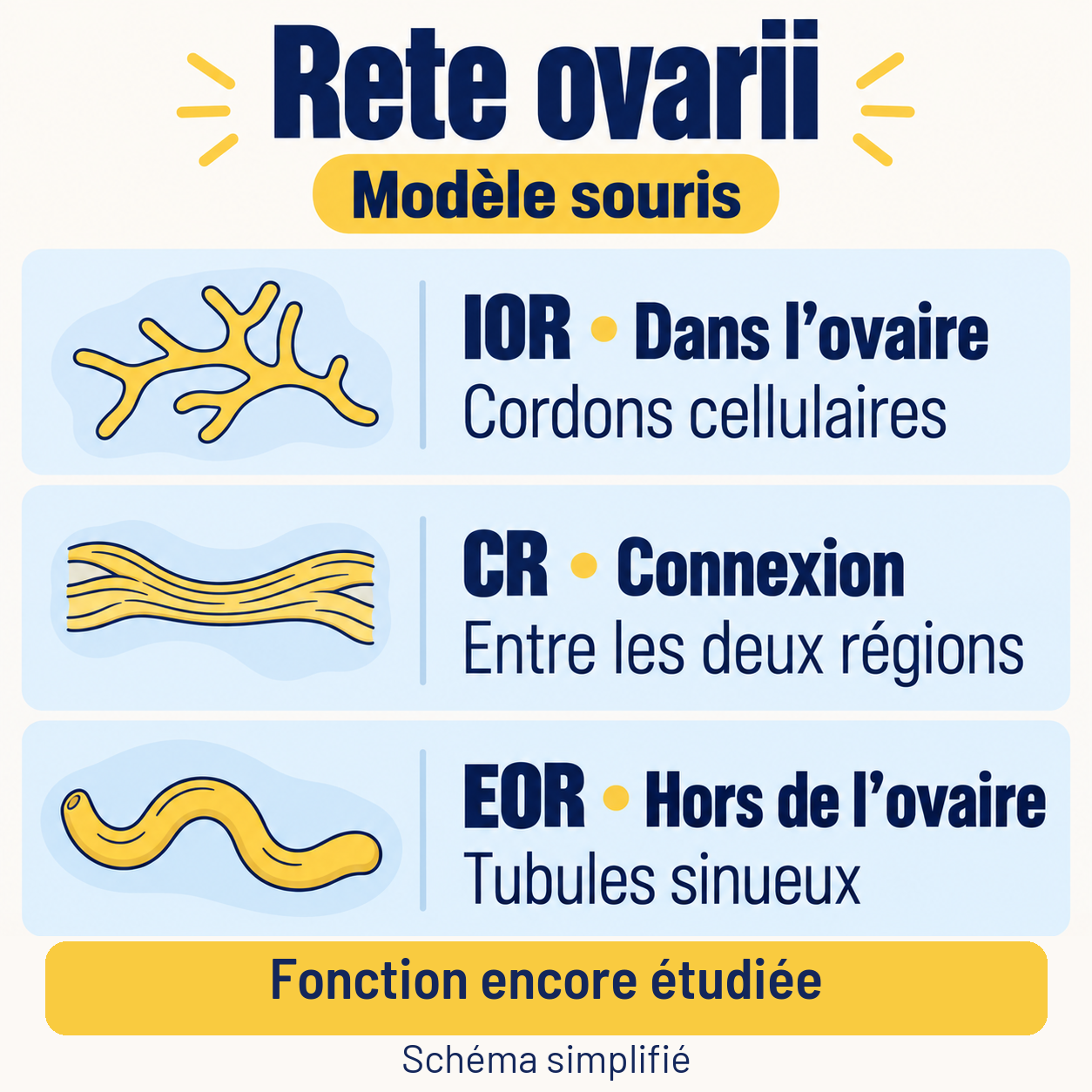 Les trois régions du rete ovarii dans le modèle souris : cordons internes IOR, connexion CR et tubules externes EOR. Leur fonction reste étudiée.