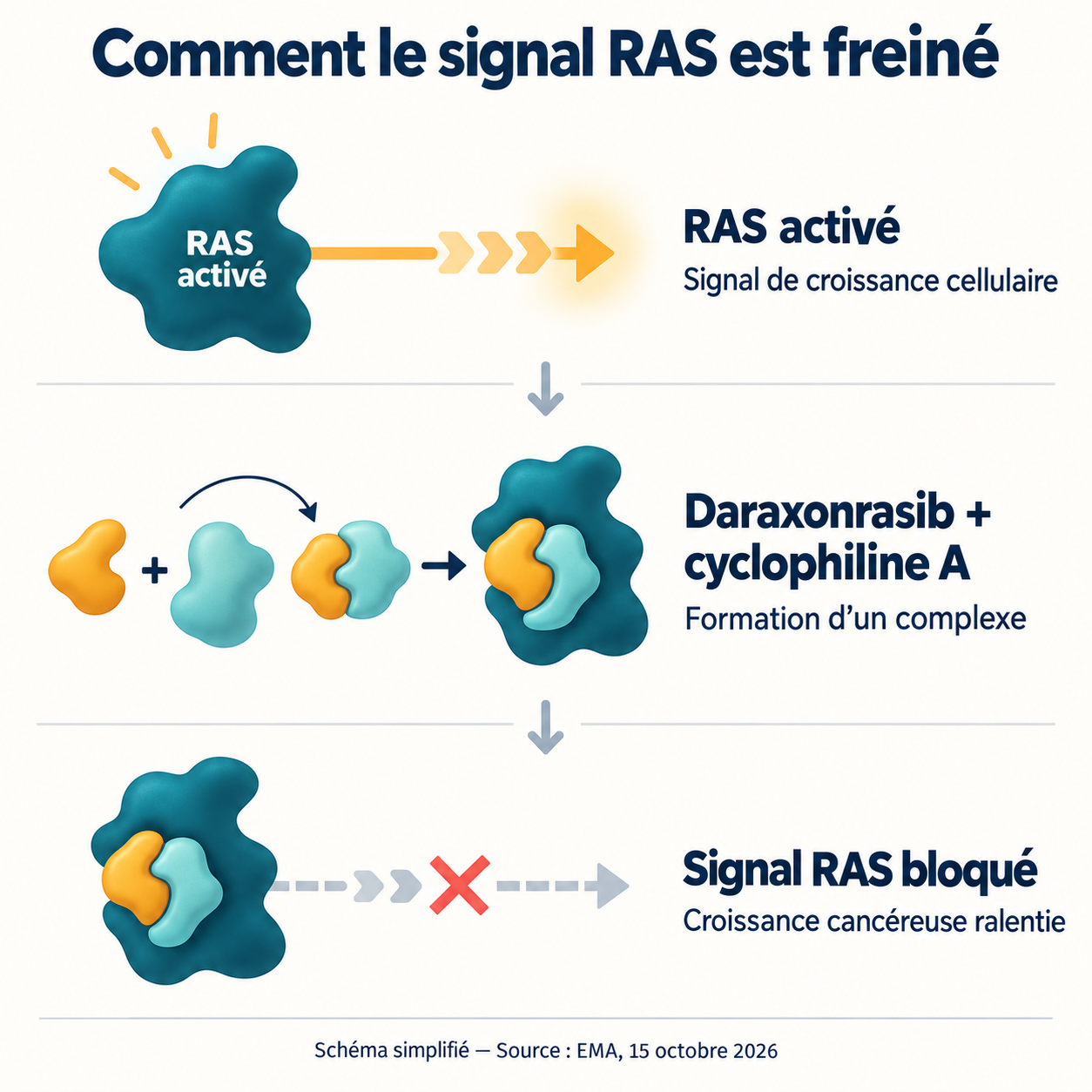 Schéma du mécanisme : le daraxonrasib se lie à la cyclophiline A, puis le complexe bloque le signal RAS.