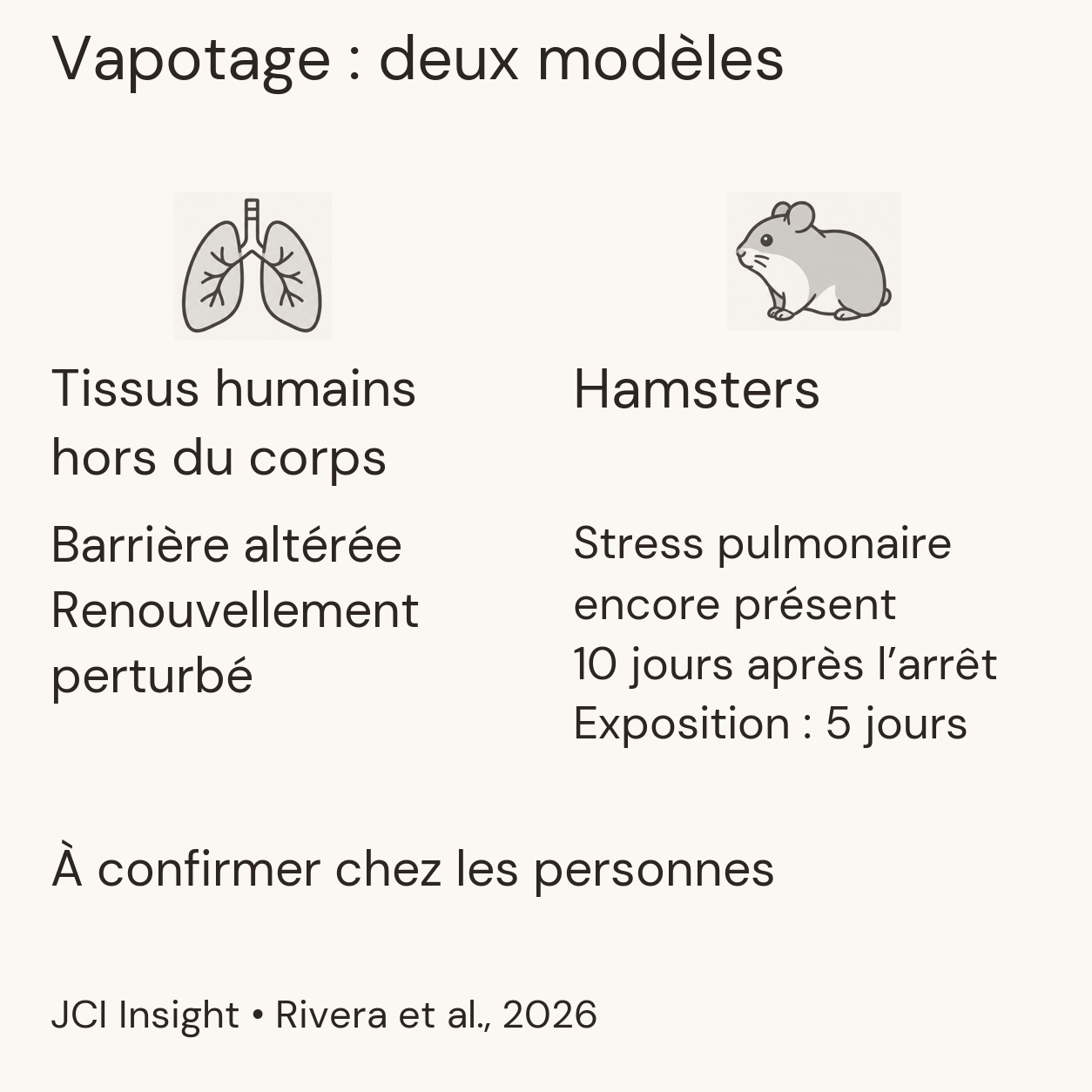 Deux modèles du vapotage : tissus pulmonaires humains hors du corps, avec barrière et renouvellement perturbés ; hamsters, avec stress pulmonaire encore présent dix jours après la fin de cinq jours d’exposition. Confirmation chez les personnes nécessaire.