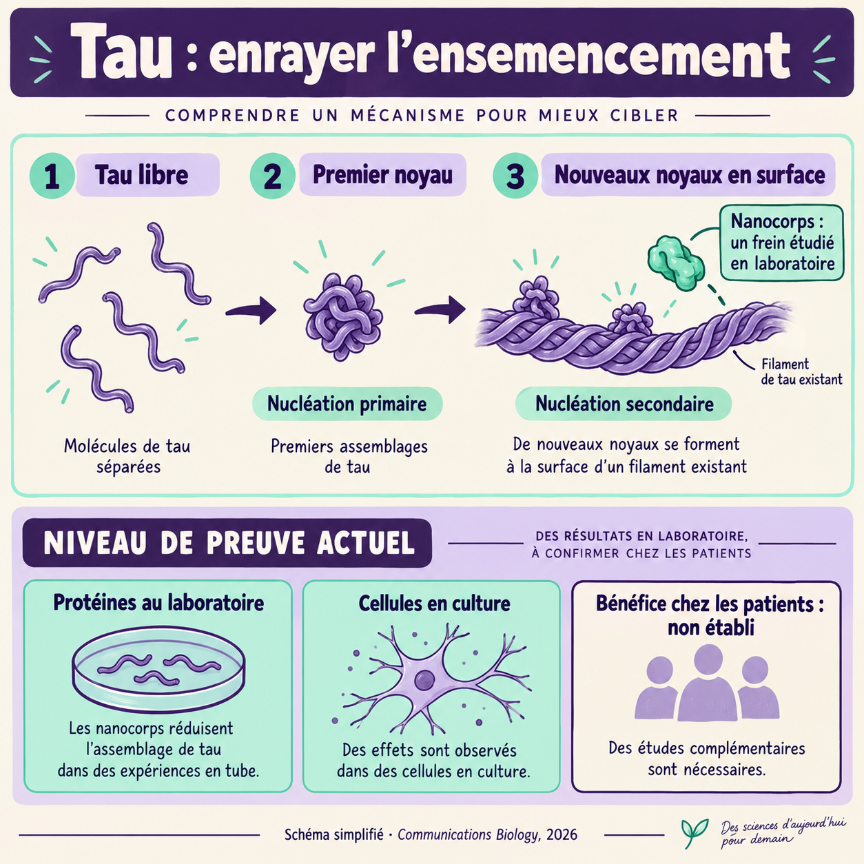 Schéma des premiers noyaux de Tau, de l’amplification en surface et des niveaux de preuve : protéines, cellules, bénéfice humain non établi.
