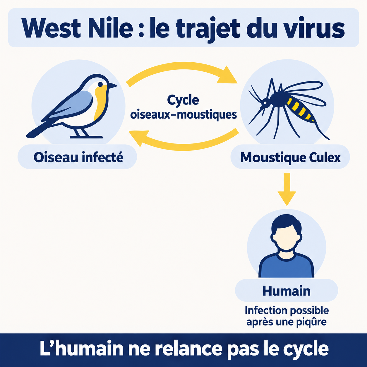 Cycle du West Nile entre oiseaux et moustiques Culex, avec transmission possible vers l’humain sans retour vers le moustique.